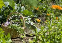 
Verdure fresche dal giardino