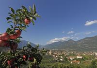 Lana il paese delle mele