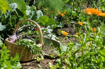 Wildkräutertage. Einheimisch und gsund.
